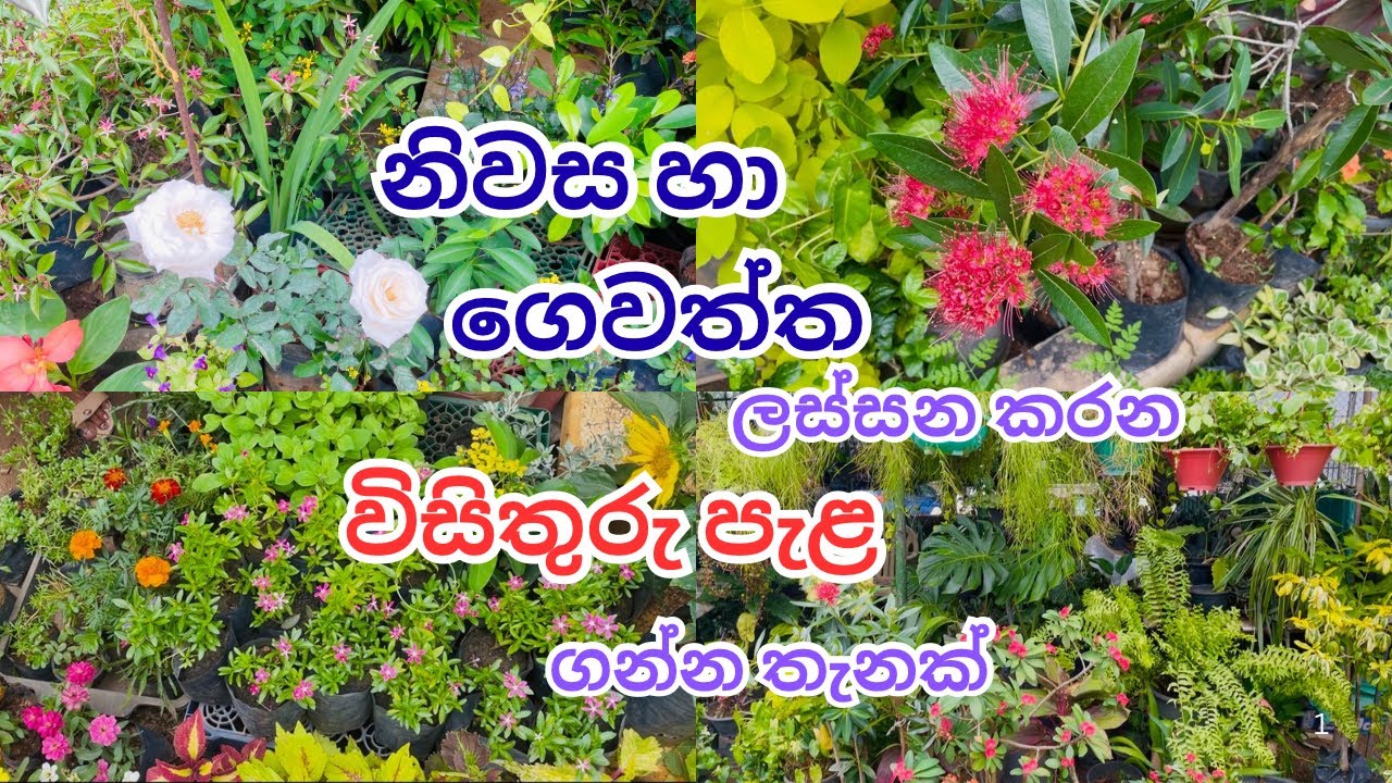 ගෙදර ලස්සන කරන විසිතුරු මල් පැල | Plants | Decoration 