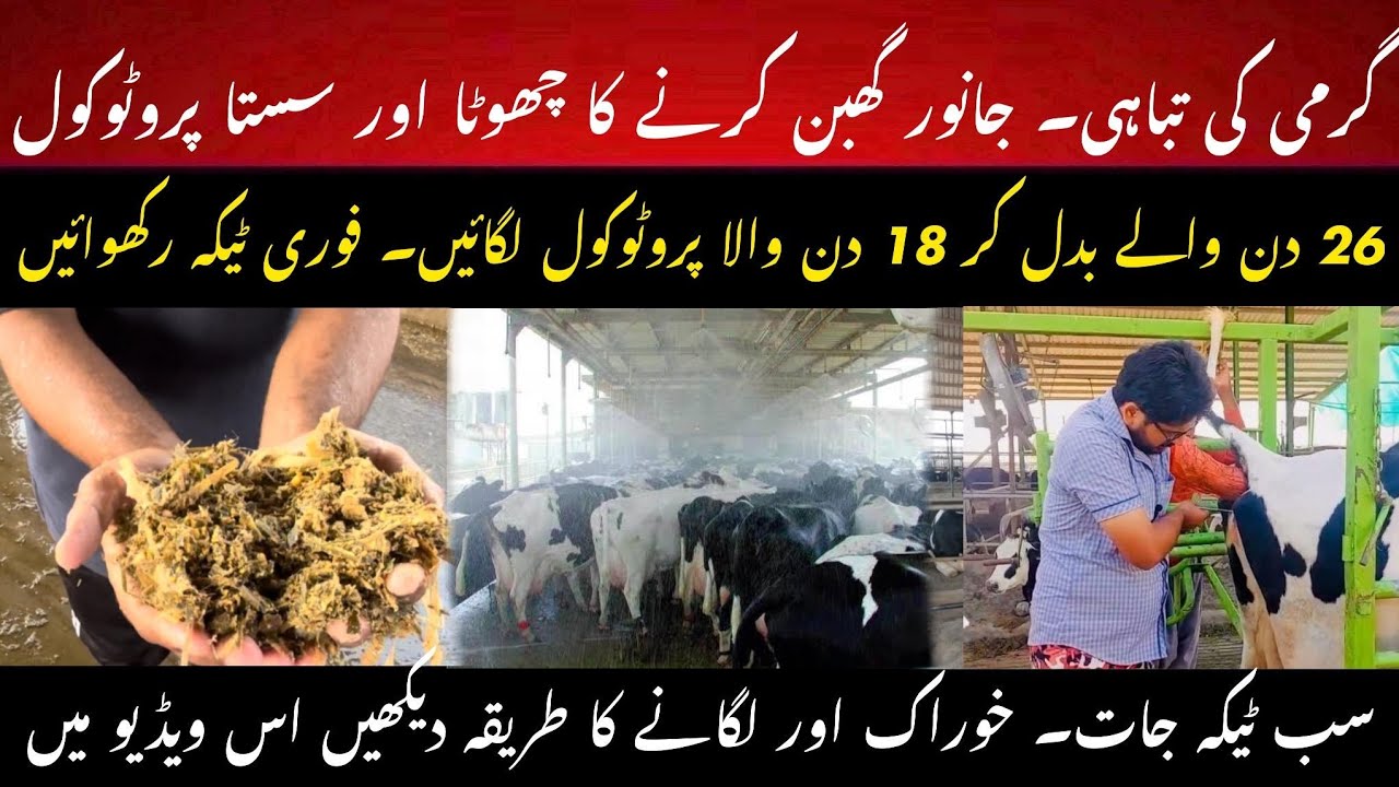 Cheap and small best breeding protocol  II G6G protocol for cows and buffaloes II Dr. MUZZAMMIL