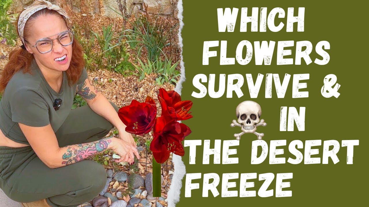 January in El Paso Desert: What's Blooming, Freezing & Dying in Backyard Garden & Growing Indoors