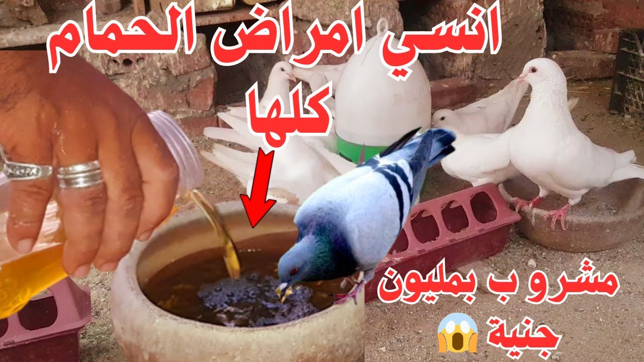 علاج امراض الحمام الاكثر شيوعأ-الاسهال -السالمونيلا-الروشة-الكنكرعند الحمام |امراض الحمام وعلاجها