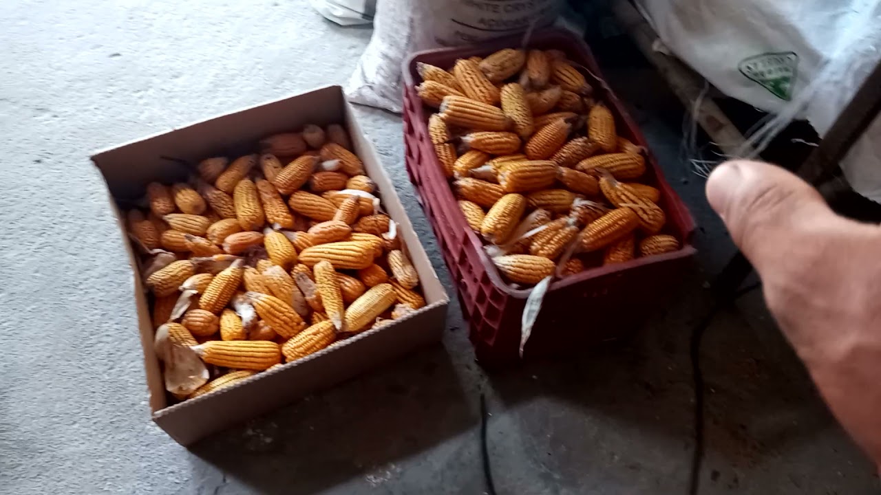 triturando milho com sabugo, para fazer ração para as porcas.