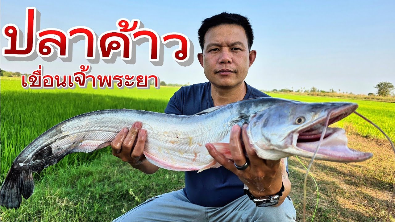 ปลาค้าวเขื่อนเจ้าพระยา ปลาสดๆเนื้อหวานๆทอดนำ้ปลา ต้มยำกลางทุ่ง