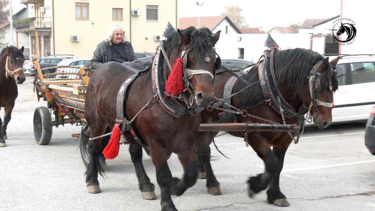 - KONJI SU ME PODMLADILI I OSJEĆAM SE KAO MOMAK U DVADESETIMA -