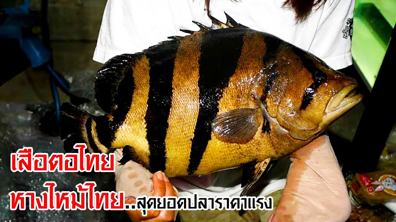 ข้อมูลลึก เสือตอไทย - หางไหม้ไทย สุดยอดปลาราคาแรง ที่สูญพันธุ์ไปจากธรรมชาติ