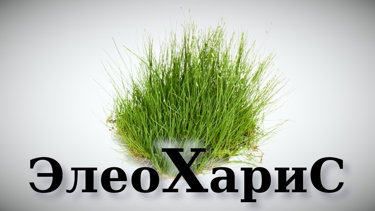Крутой аквариумный газон - Элеохарис for all