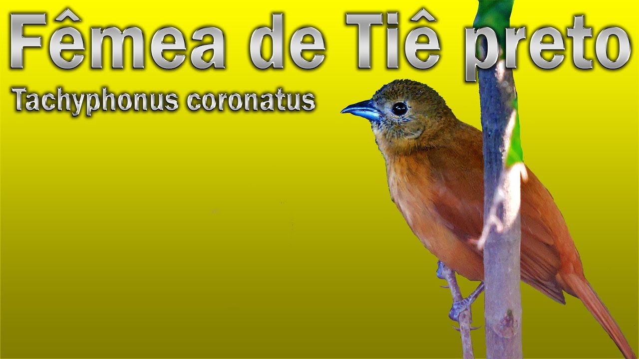 F&ecirc;mea de Ti&ecirc; preto chamando gravada ao vivo em HQ para esquentar seus machos