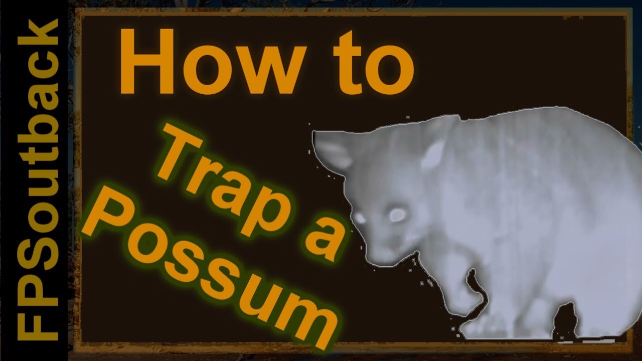 Possum Trapping