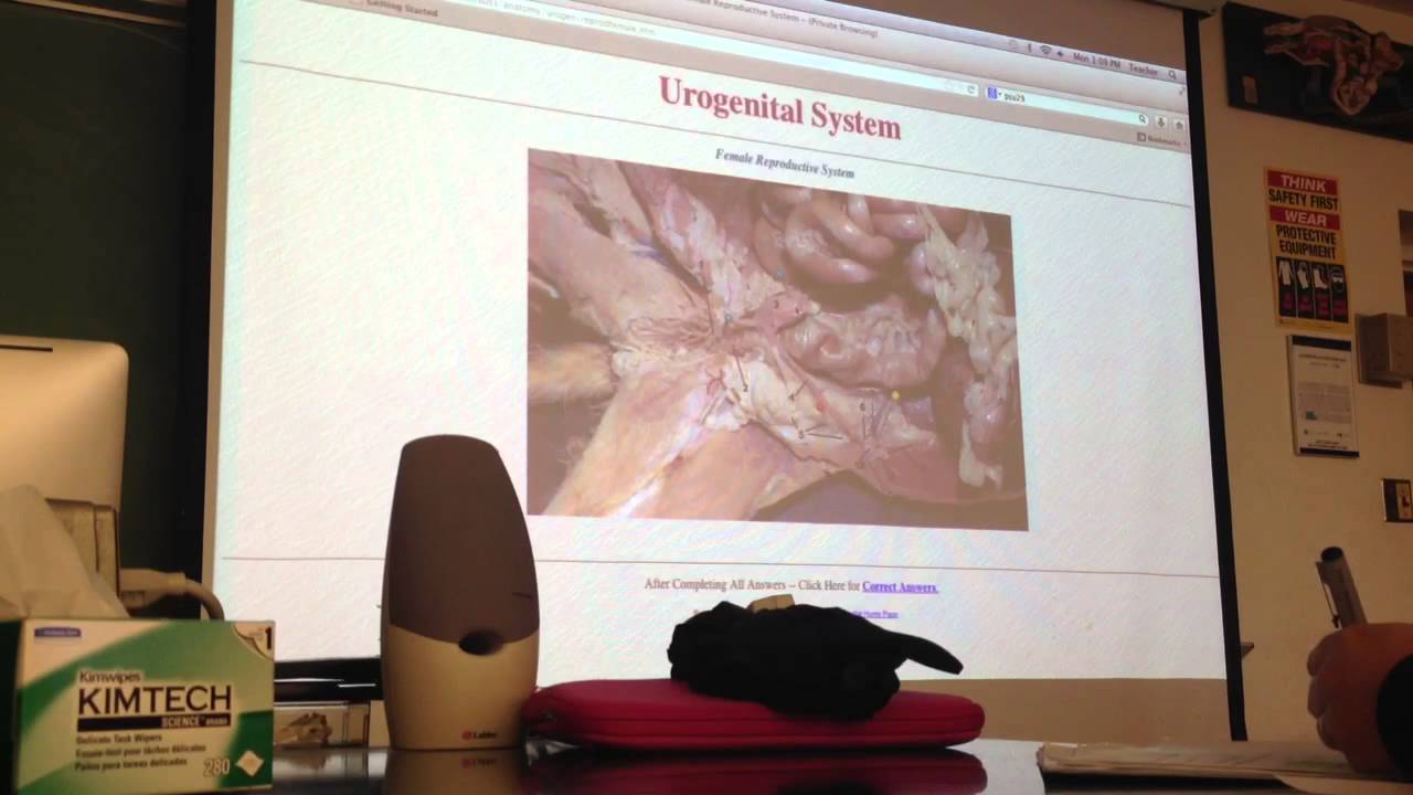 Female cat reproductive