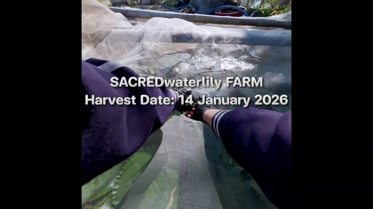 Egyptian Blue lotus Harvest Date : 14 January 2026 | SACREDwaterlily Farm