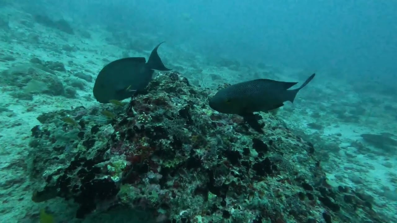 Maldives 2026 - Sixième plongée