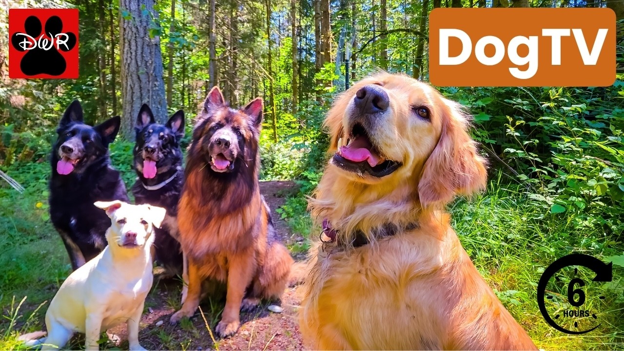 DOG TV 6 Hours 🐕 Adventures for Dogs | Keeps Dogs Calm & Entertained