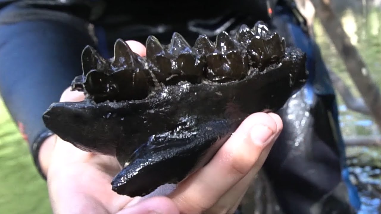 Extinct Tapir and Diverse Ice Age Fossils Found Freediving  | Florida Fossil Hunting Episode 04