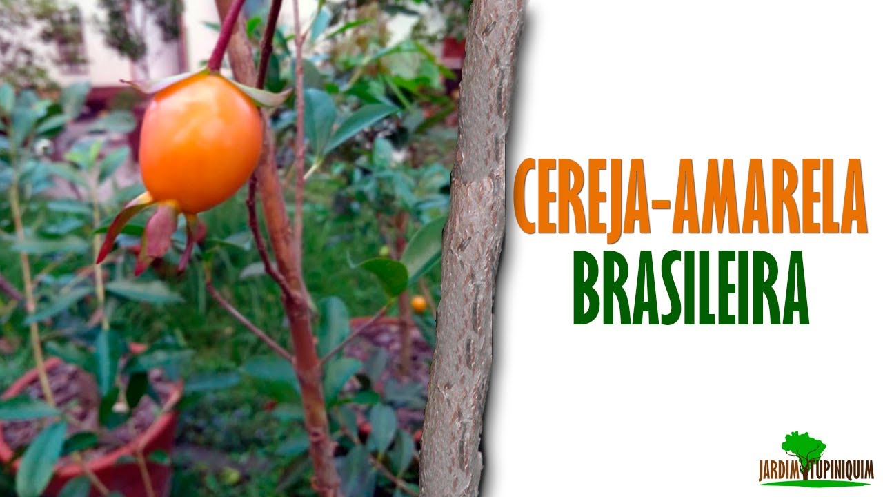 Frutifera rara para vasos