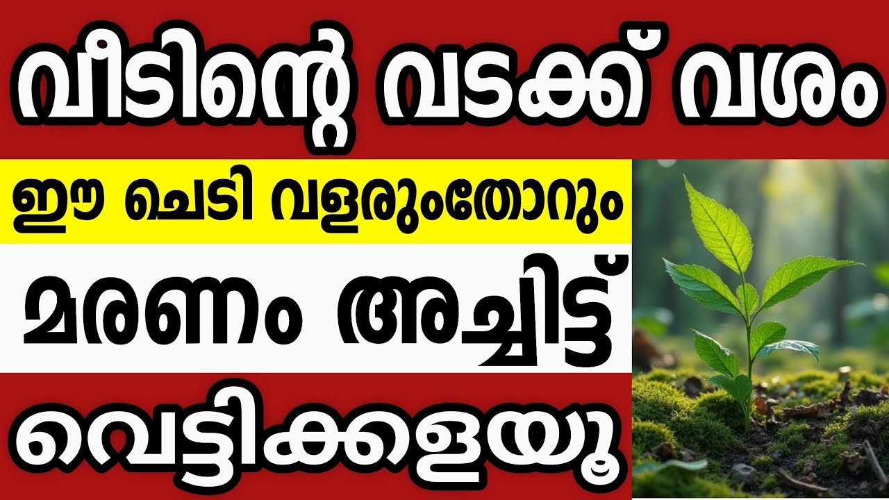 വീടിൻറെ വടക്കുവശം ഈ ചെടികൾ വളരുന്നുണ്ടോ?ഉടനെ മാറ്റൂ.വളരുംതോറും വീട്ടിലുള്ളവർക്ക് ദോഷം