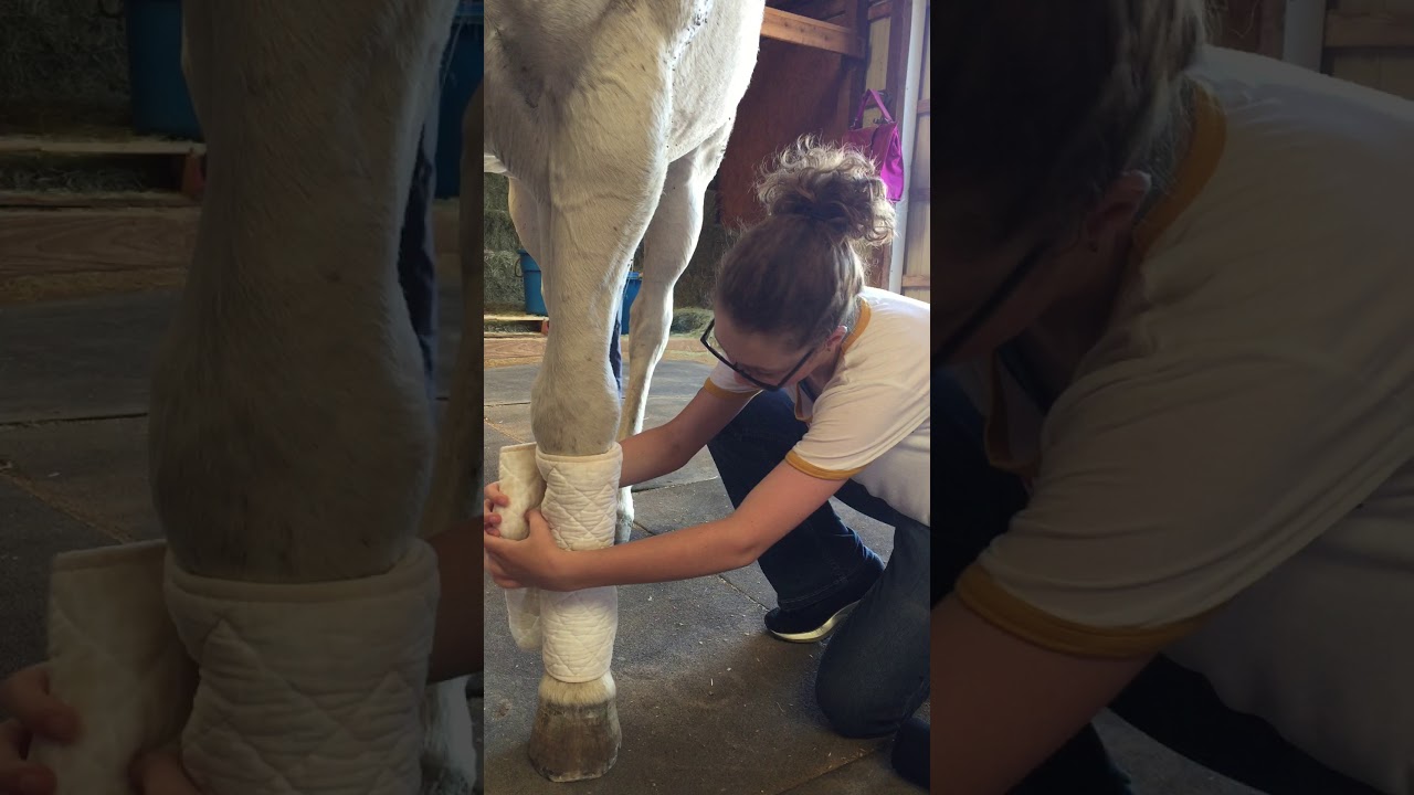 Stable Bandage application.