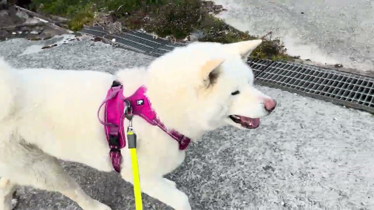 【今日のシロちゃん】我が家の秋田犬シロ(悠真)Akita 🐕２０２６年３月１５日夕方散歩