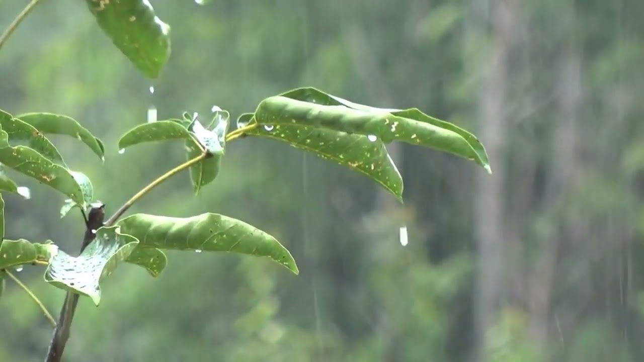Som da chuva relaxante para dormir e acalmar - O melhor som da terra