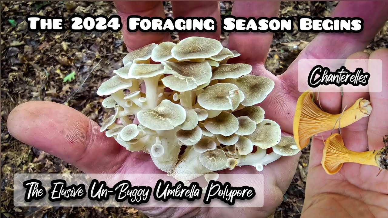 Good Signs the Shroom Season is about to Explode