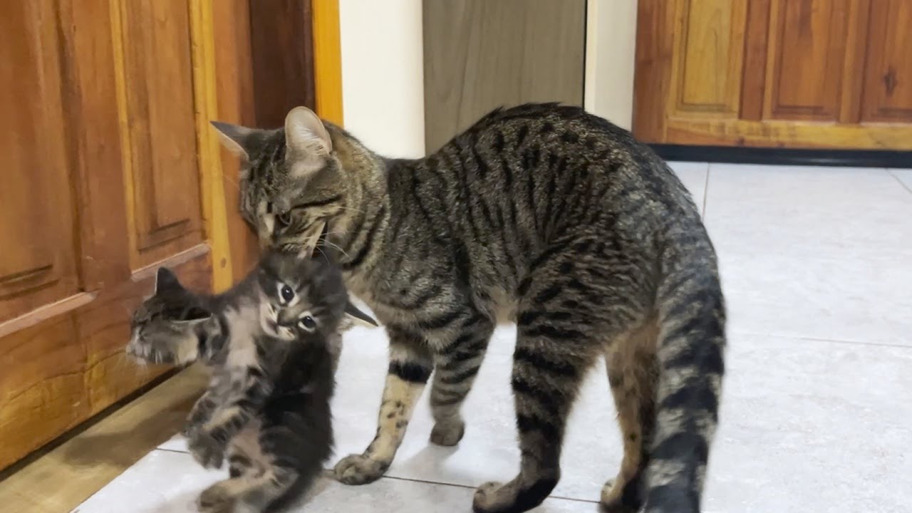 Кошка-мать, несущая и собирающая котят😹