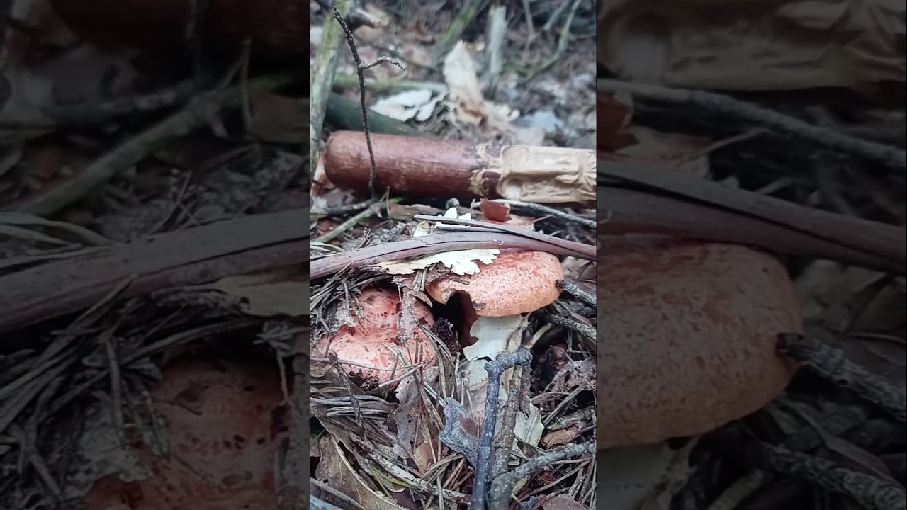 Lactarius deliciosus 6 ottobre 2024 #fungoporcino  #mushroom #milkcap