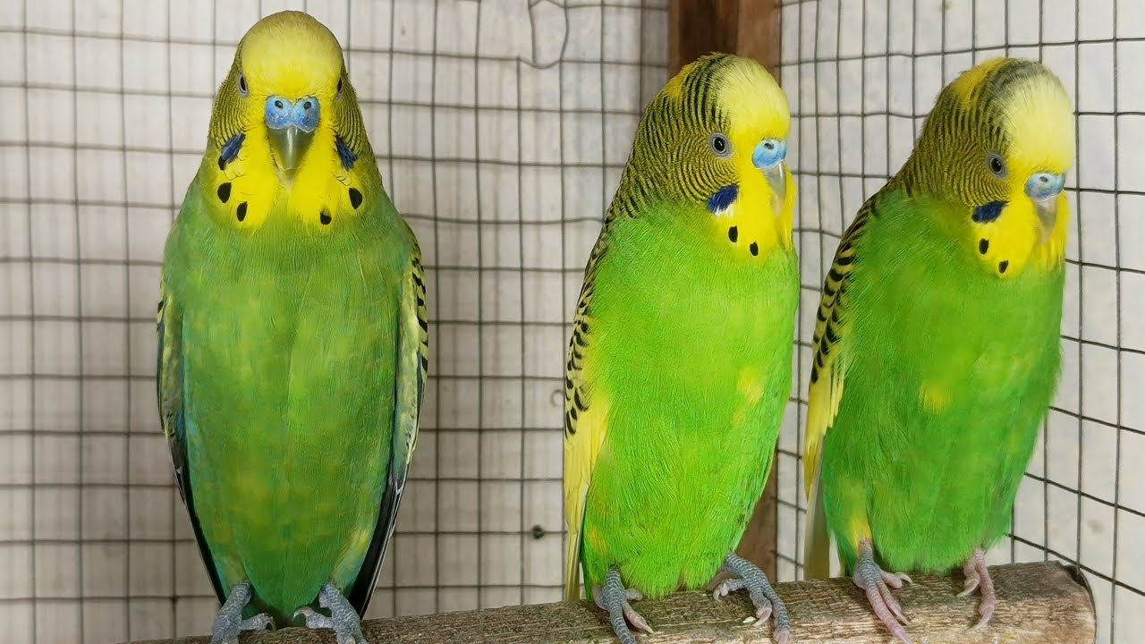 12 Hour Happy Singing & Eating Parakeet Budgies Birds, Reduce Stress of Lonely Quiet Birds