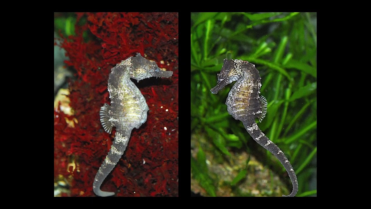 Mooie Zeewater Aquaria