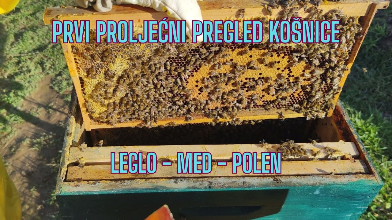 Prvi proljećni pregled  košnice - leglo, med, polen #pollen  #honey #bee #med #polen