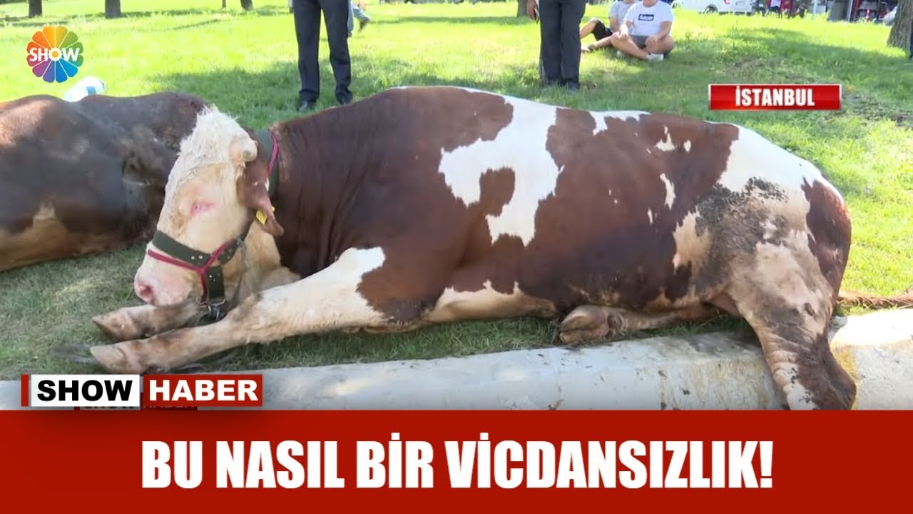 Bu nasıl bir vicdansızlık!