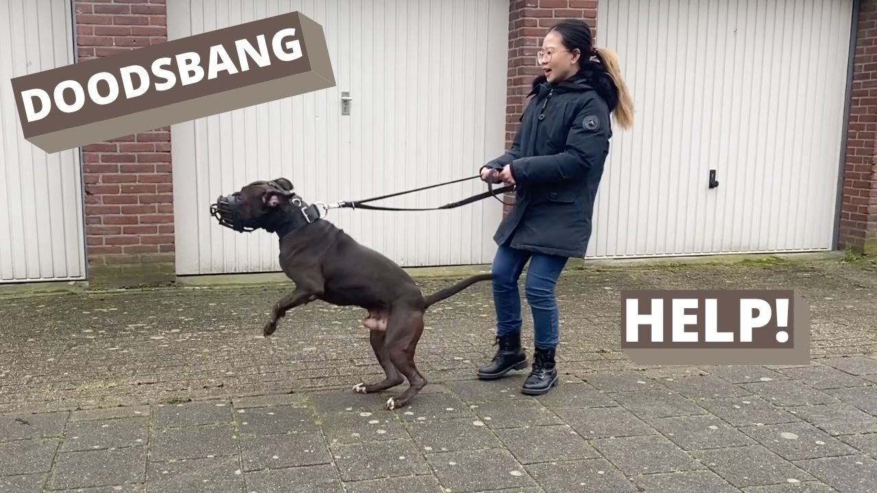 DOODSBANG OM MET MIJN HOND TE WANDELEN - Ervaring priv&eacute; balanssessie | Leidy-methode