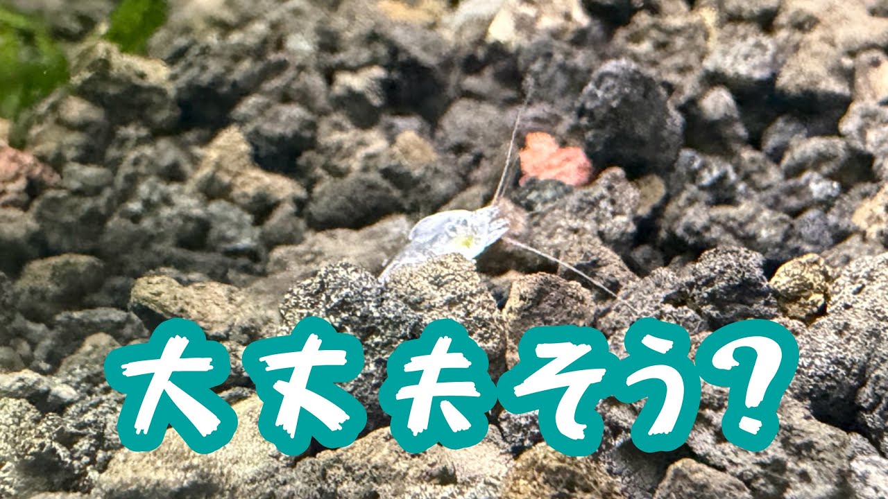 レッドビーシュリンプ投入！#2【アクアリウム初心者】