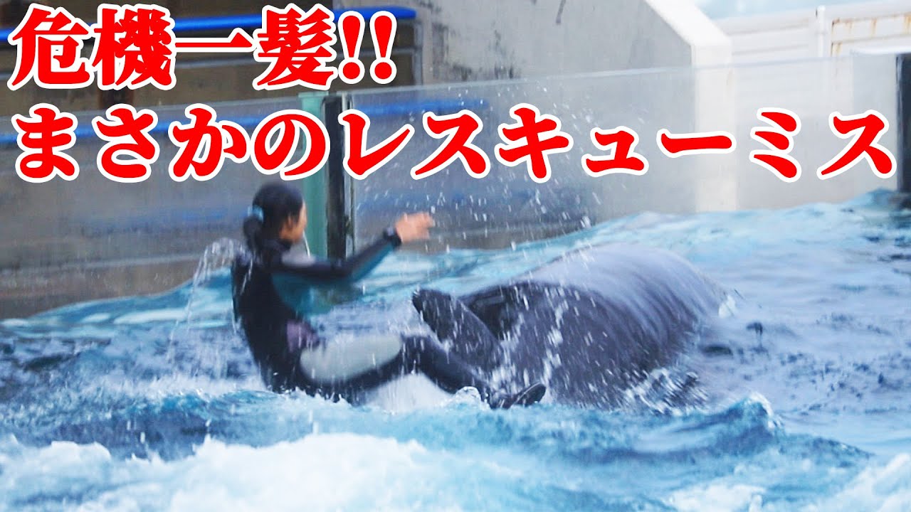 【アクシデント】トレーナーさん、シャチから転落・・・ 鴨川シーワールド シャチショー KamogawaSeaWorld  orca killerwhale