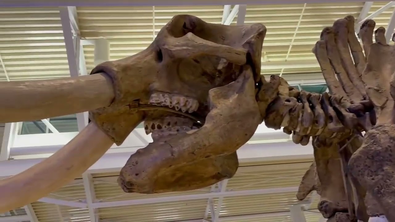Getting a close up shot of the American Mastodon&rsquo;s foot, knobby crowned teeth and tusks