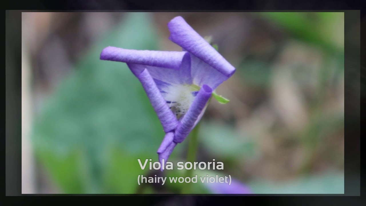 Hickory County Wildflowers 2019 v1