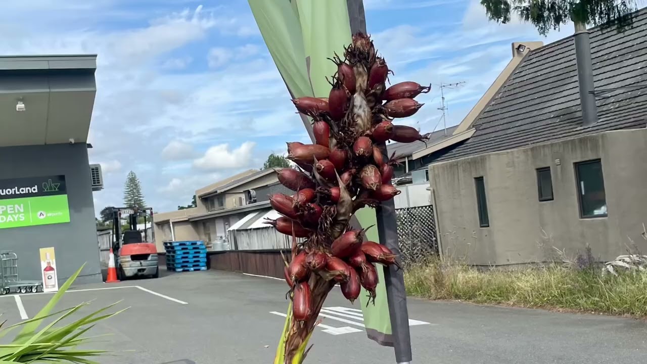 🇳🇿 NZ.Richmond