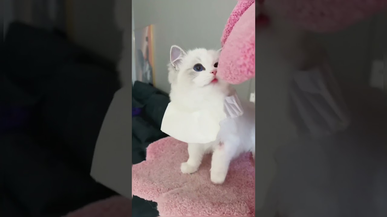 super beautiful cat kitten #2211 #cat #pets #kitten #shorts