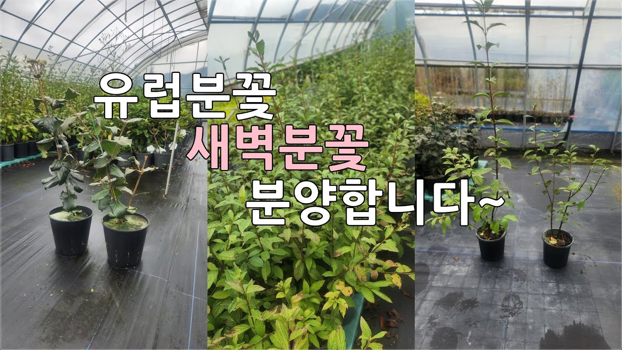 상담문의 : 010-3602-4106, [유럽분꽃, 새벽분꽃 분양] #유럽분꽃 #새벽분꽃 #조경수 #정원수 #울타리목 #화분묘