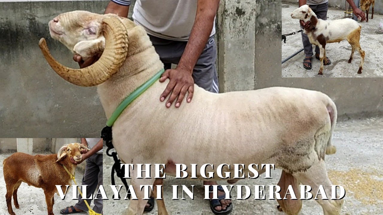 Biggest & Heavyweight Vilayati & Guntur available contact 9963881557