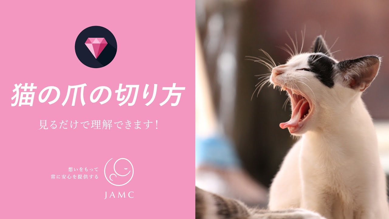 【猫の爪の切り方】日本動物医療センター