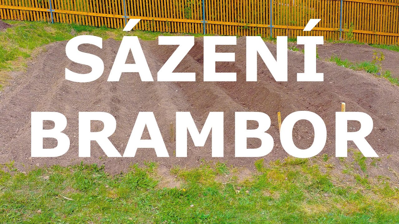 Vysazování brambor 2020