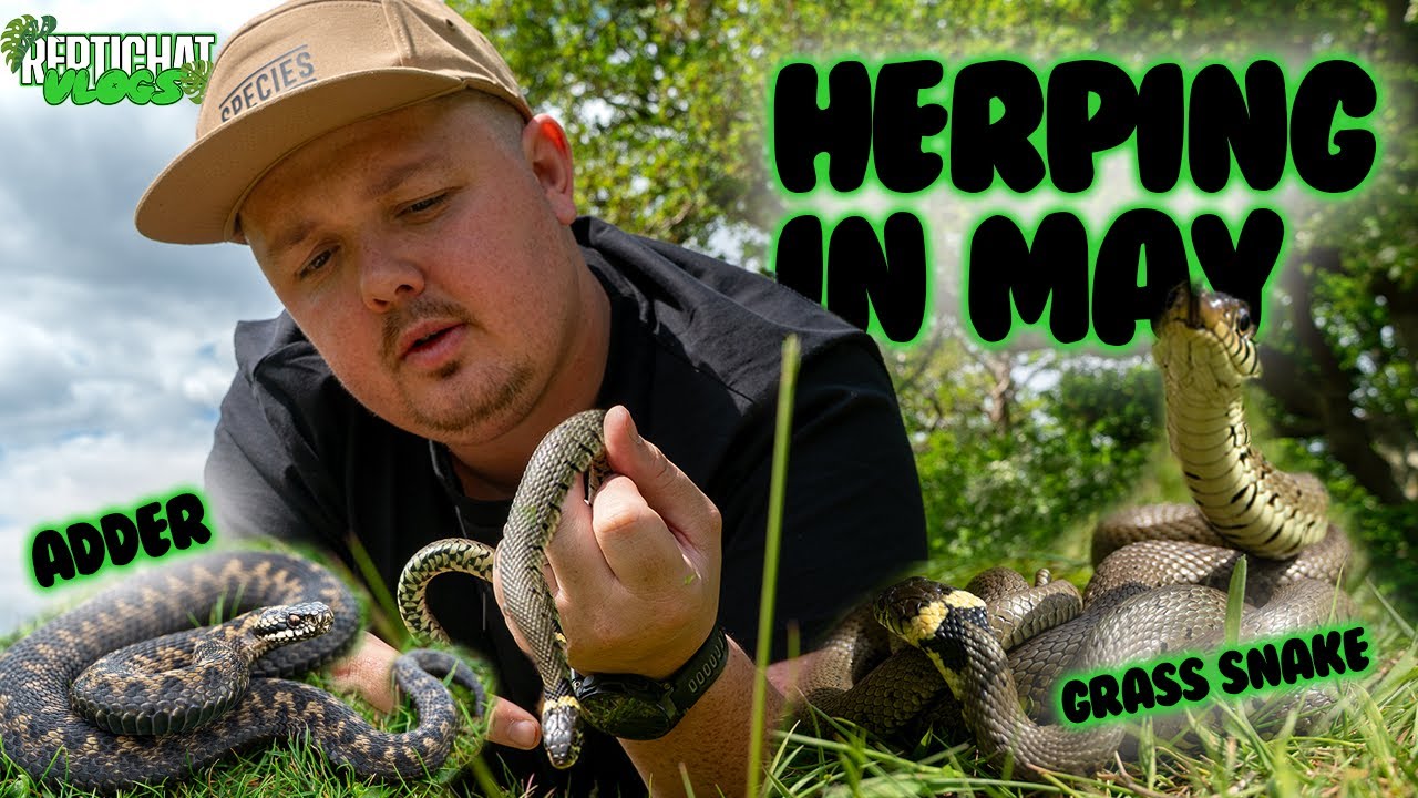 Finding EVERY REPTILES in the UK! - Herping in May