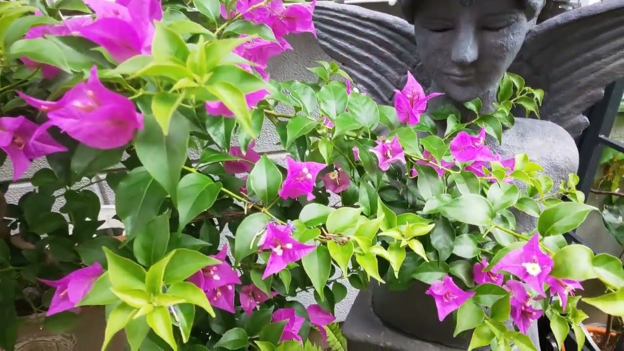 #ブーゲンビリアの管理と開花#スタンダード剪定後の開花ブーゲンビリアが綺麗に咲きました！スタンダード仕立てに剪定した去年のブーゲンビリアの開花の様子です。わき目から枝を元気なブーゲンビリアの様子