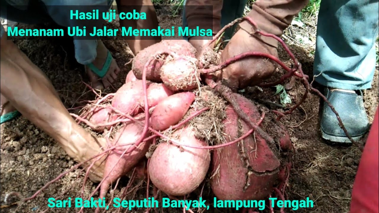 Hasil uji coba menanam ubi jalar memakai mulsa