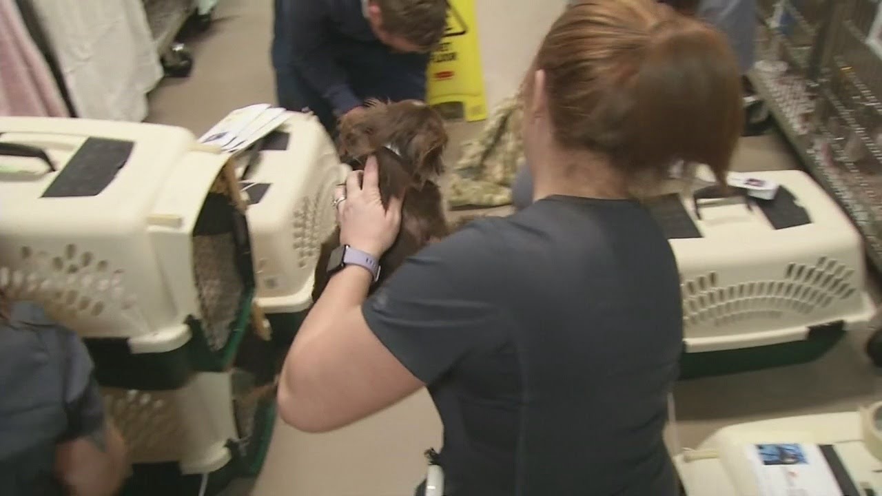 Anderson County P.A.W.S takes in dogs rescued from puppy mill