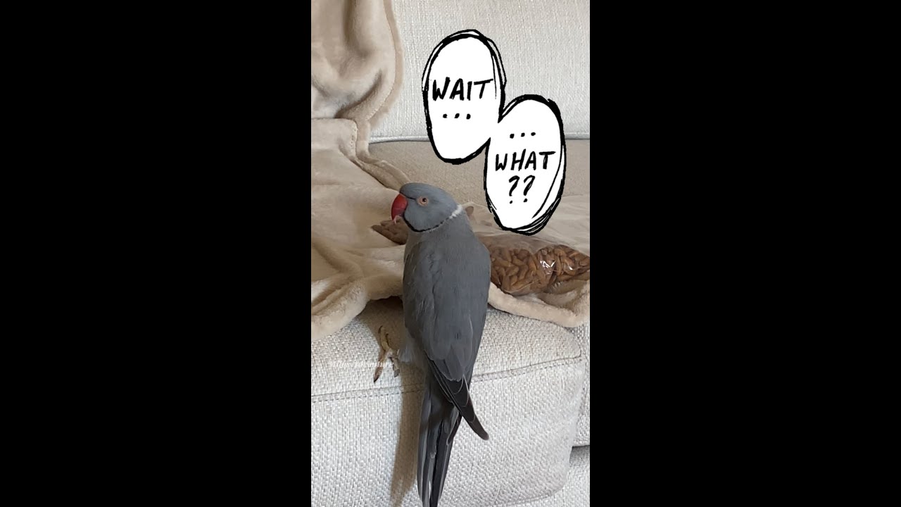 Cute Ringneck parrot gets into trouble