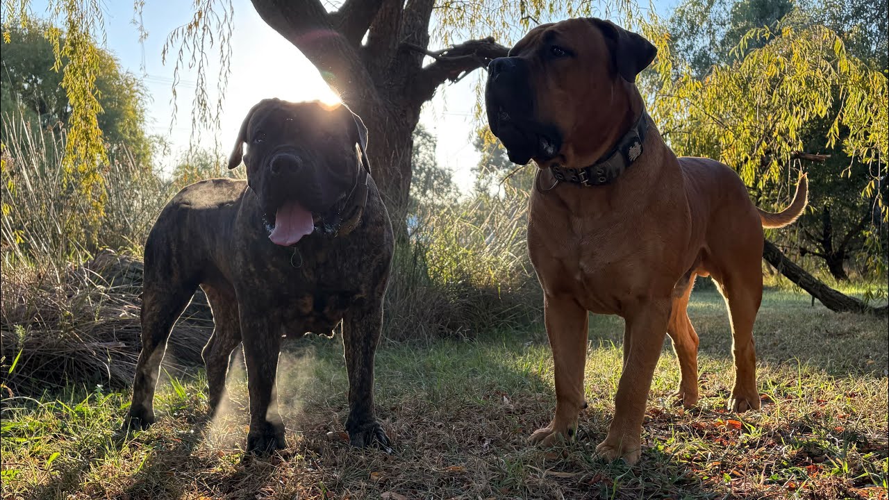 Molly the Boerboel Tuesday evening walk around the Suburbs 