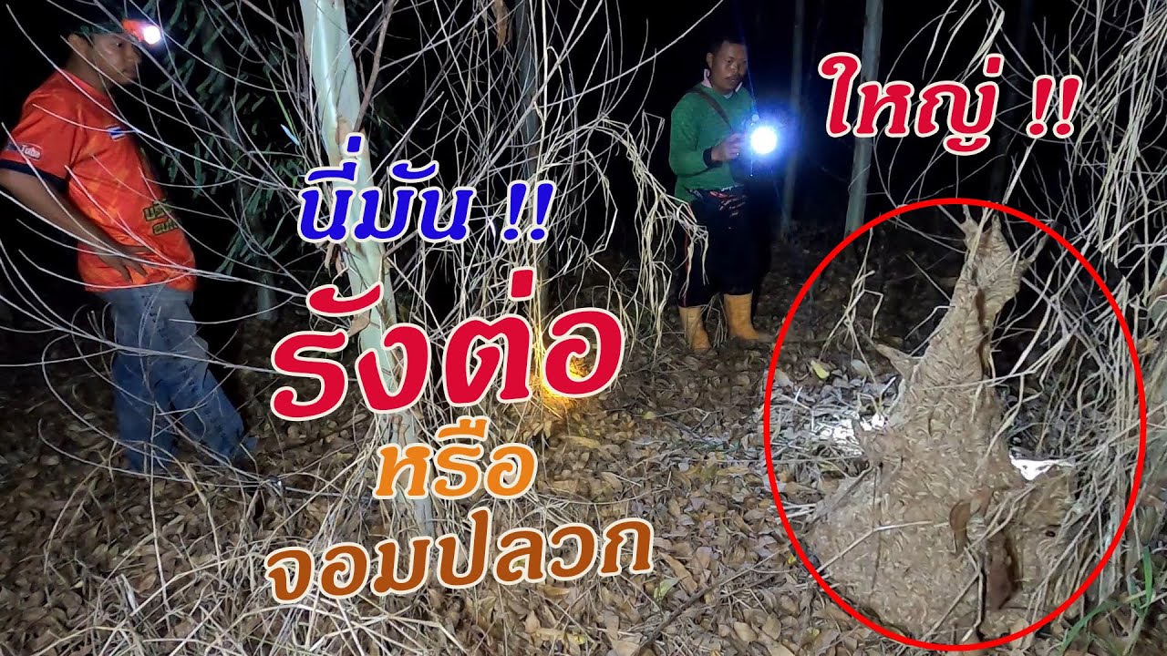 ตีรังต่อในป่ายูคา รังใหญ่มาก นึกว่าจอมปลวก