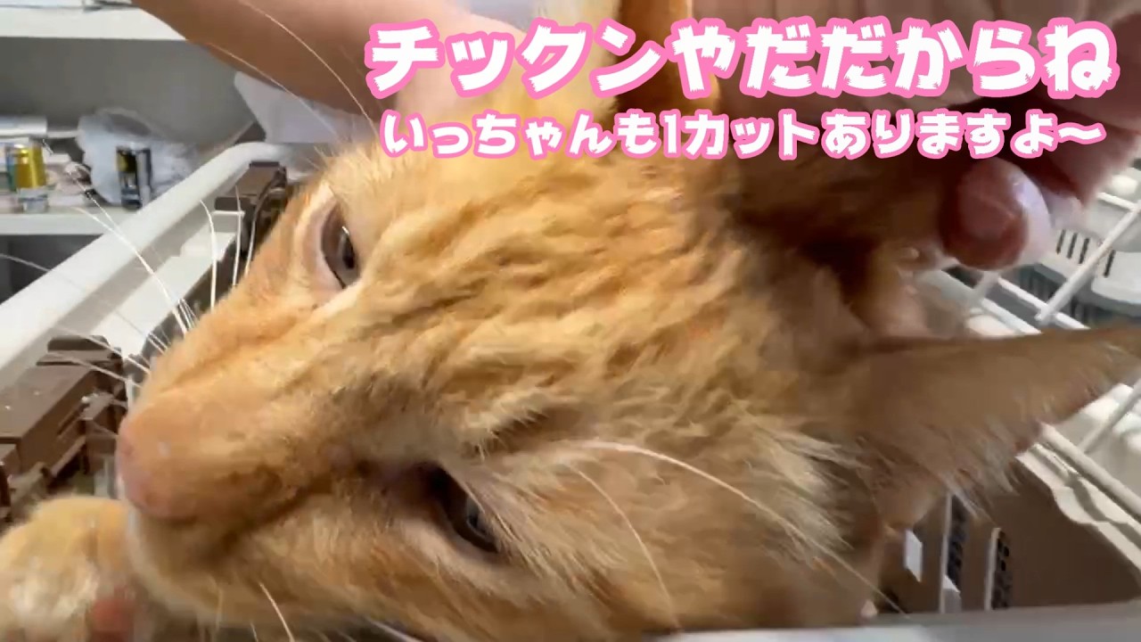 トラ大将もチックンはやだだからね  いっちゃんんも1カット入りますよ～  2026 03 09 2