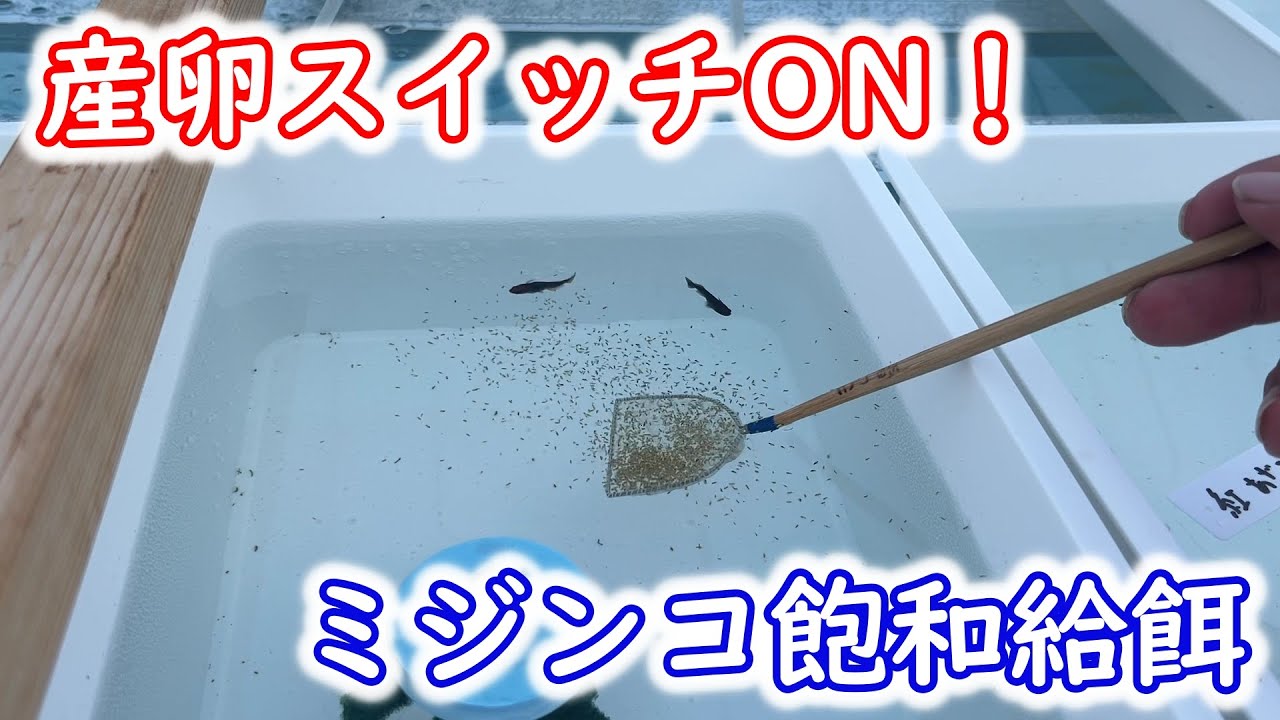 【めだか】産卵シーズン飽和給餌。ハイポネックスのグリーンウォーターの針子は・・・？　Ｂ型おやじ