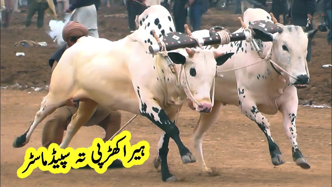 Bull Race In Pakistan | Hamza Sky Video Fateh Jang | 25 1 2026