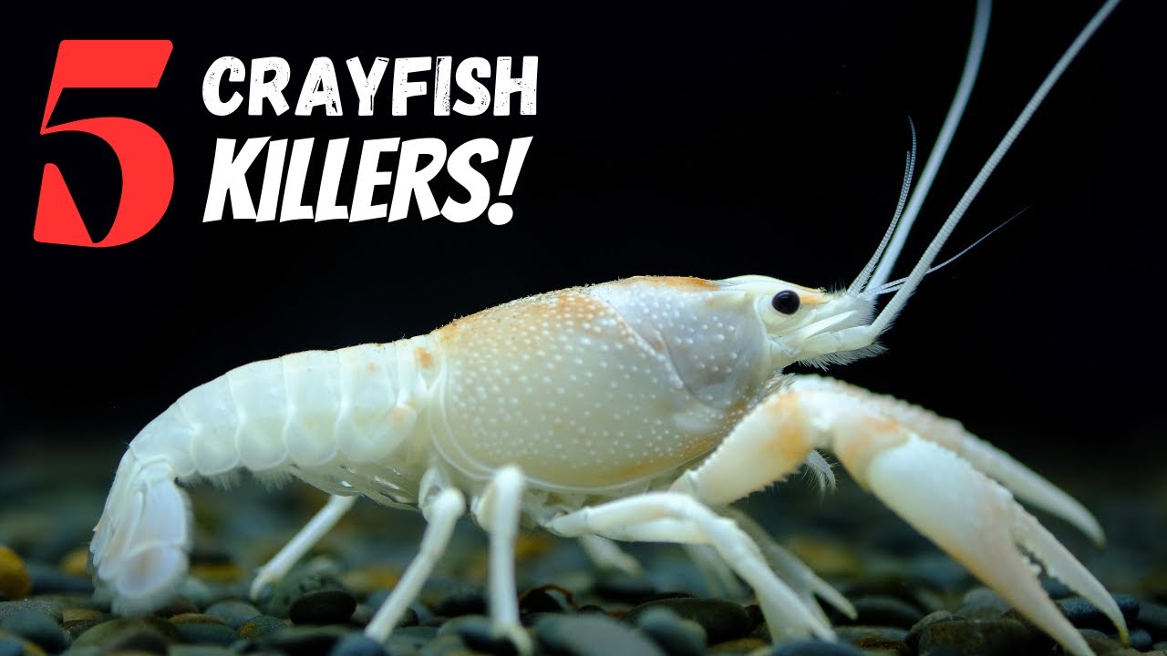 Top 5 Reasons Why Pet Crayfish Die
